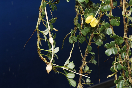 Arachis nitida