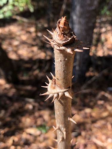 Aralia spinosa