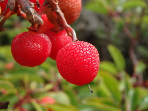 Arbutus andrachne