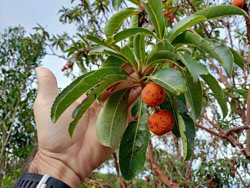 Arbutus canariensis