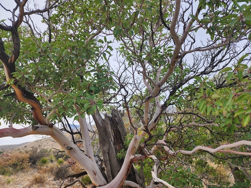 Arbutus texana