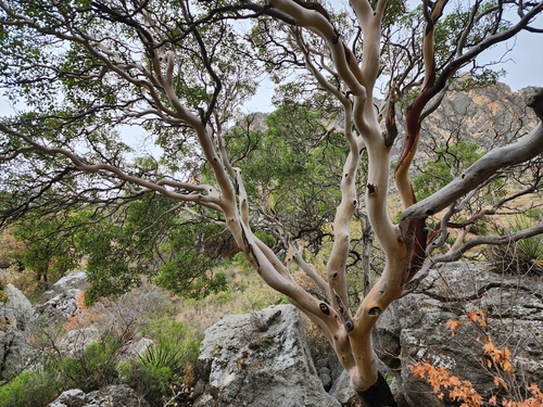 Arbutus texana