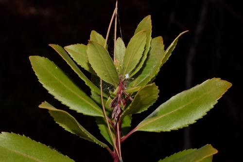 Arbutus unedo