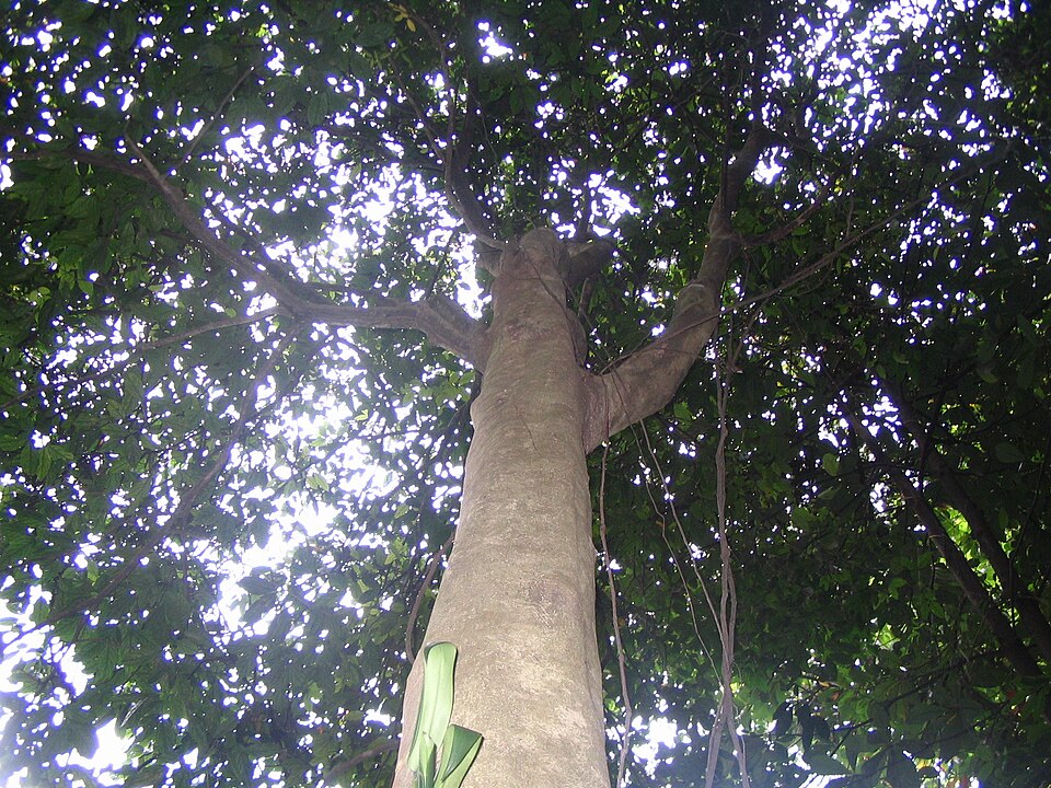 Archidendron bubalinum