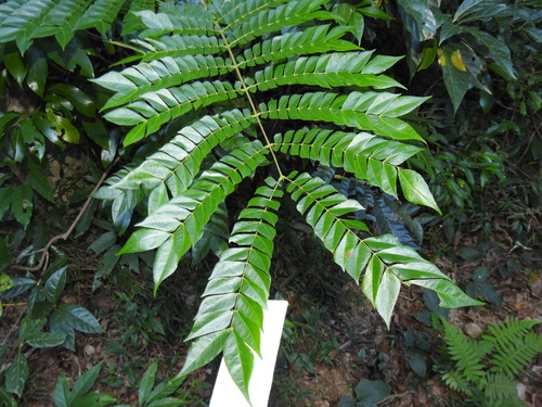 Archidendron clypearia