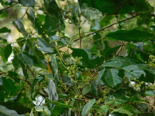 Archidendron jiringa