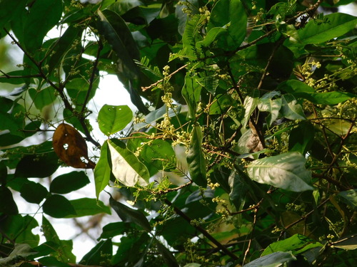 Archidendron jiringa