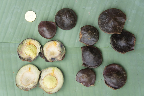 Archidendron pauciflorum