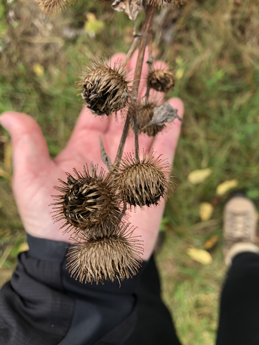Arctium minus