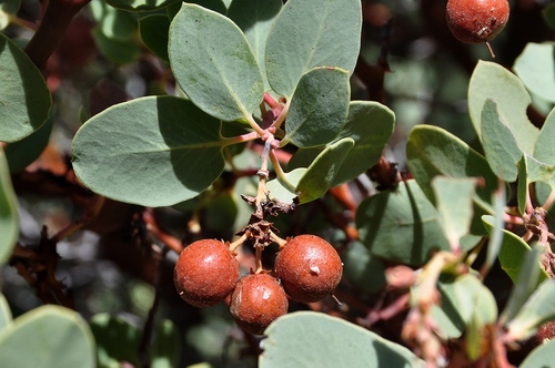 Arctostaphylos glauca
