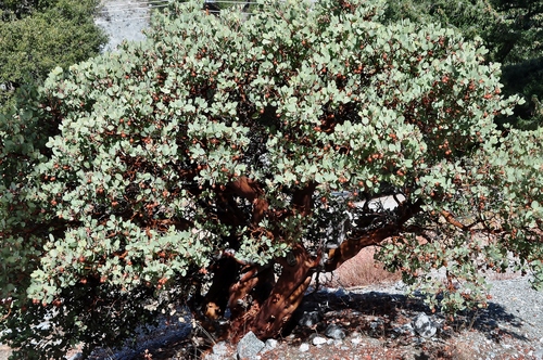 Arctostaphylos glauca