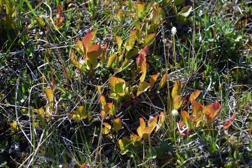 Arctostaphylos rubra