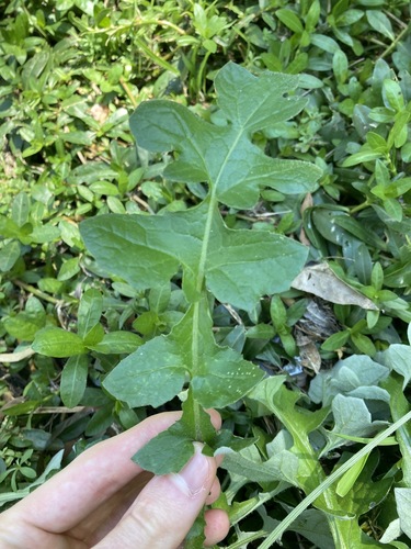Arctotheca calendula