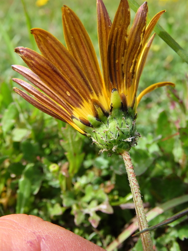 Arctotheca calendula