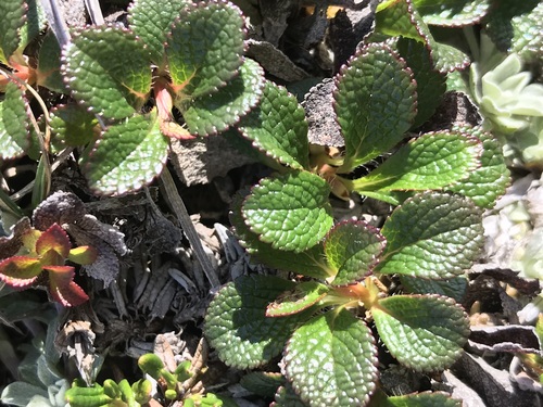 Arctous alpina