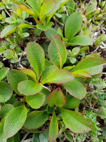 Arctous rubra