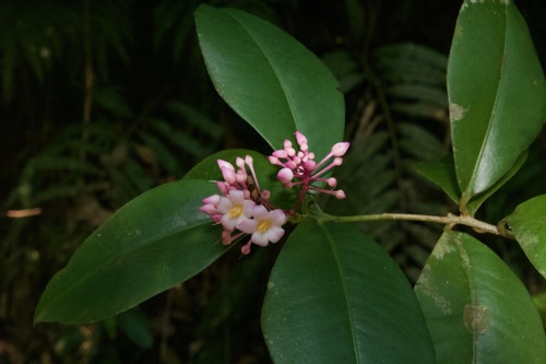 Ardisia bartletii