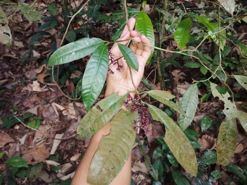 Ardisia complanata