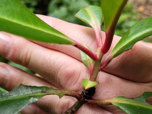 Ardisia laevigata