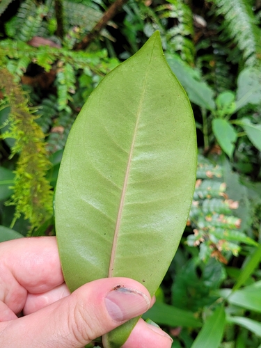 Ardisia laevigata