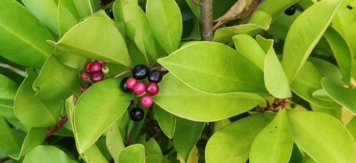 Ardisia oxyphylla