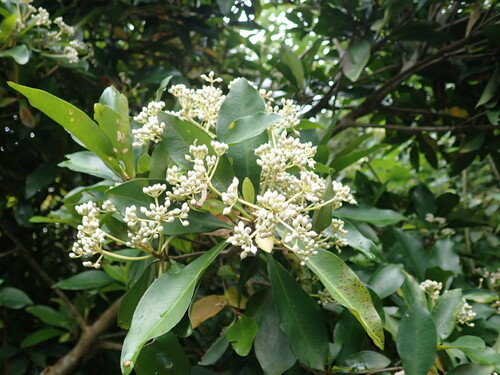 Ardisia sieboldii