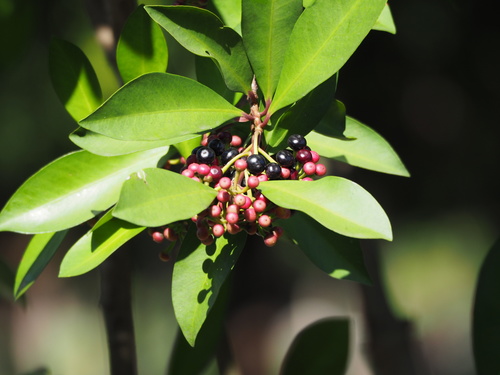 Ardisia squamulosa