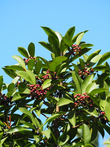 Ardisia squamulosa