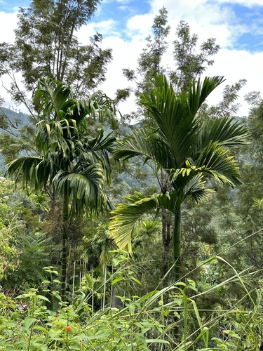 Areca catechu
