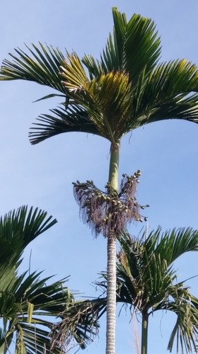 Areca catechu