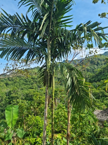 Areca glandiformis