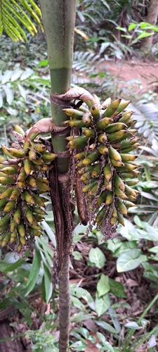 Areca macrocalyx