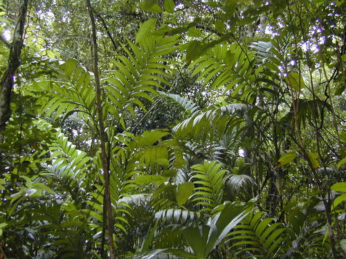 Areca triandra