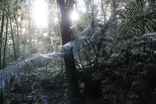 Arenga brevipes