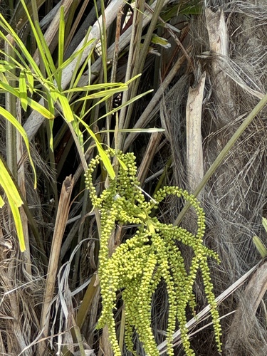 Arenga tremula
