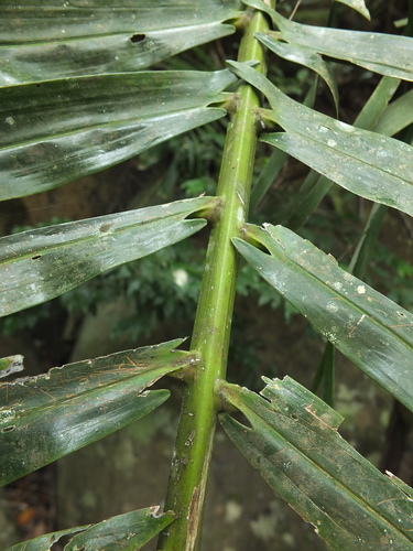 Arenga wightii