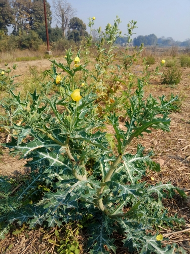 Argemone mexicana