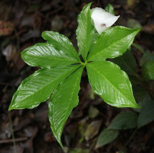Arisaema murrayi
