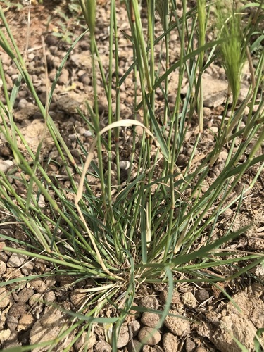 Aristida congesta