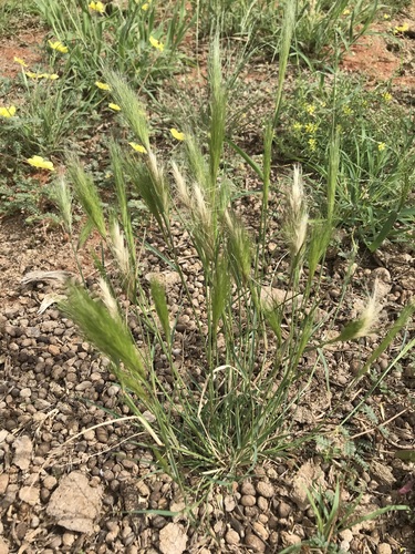 Aristida congesta