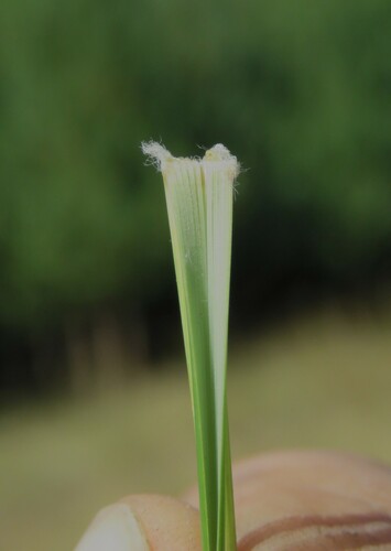 Aristida pilgeri