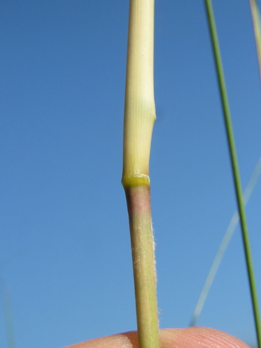 Aristida pilgeri