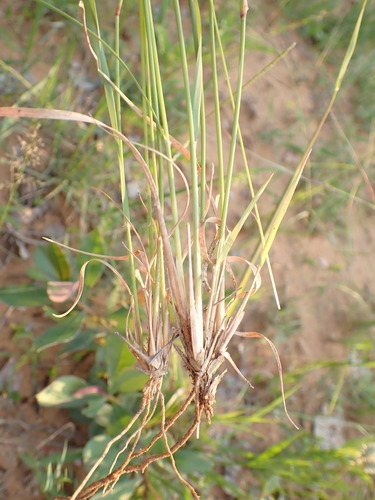 Aristida stipitata