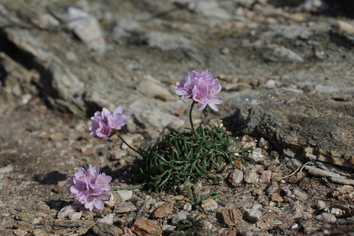 Armeria maritima