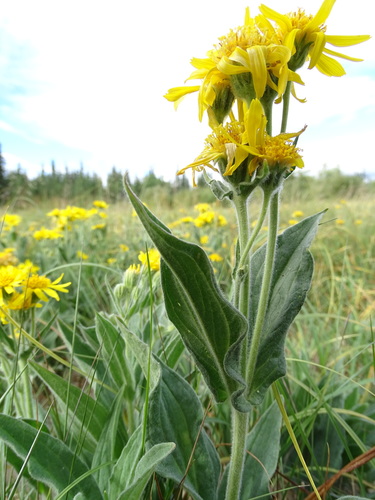 Arnica chamissonis
