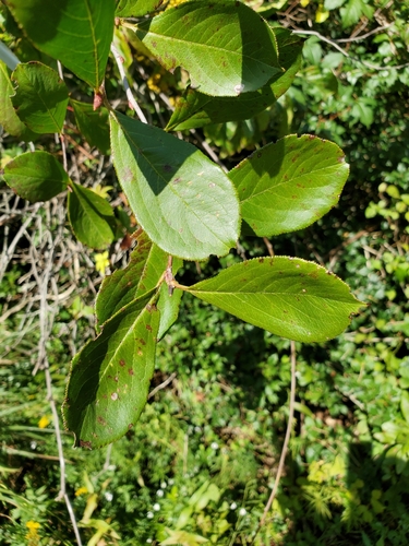Aronia prunifolia