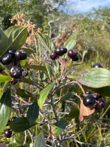 Aronia prunifolia