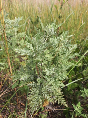 Artemisia afra