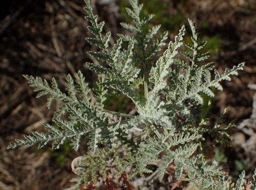 Artemisia afra