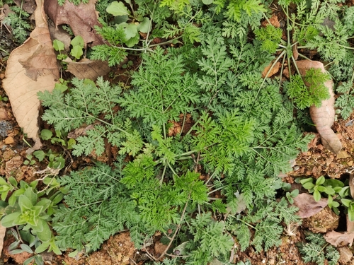 Artemisia apiacea
